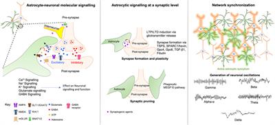 Astrocytic modulation of neuronal signalling